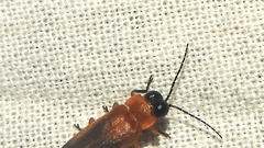 Abscondita