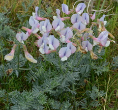 Vicia subvillosa