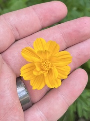 Cosmos sulphureus