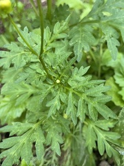 Cosmos sulphureus