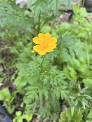 Cosmos sulphureus