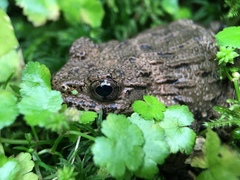 Glandirana rugosa