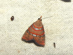 Nolasena ferrifervens