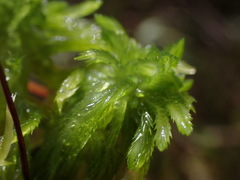 Sphagnum pacificum