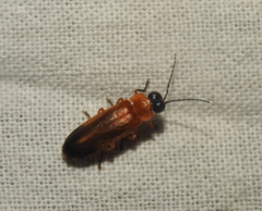 Abscondita