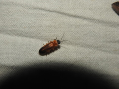 Abscondita