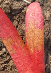 Dipterocarpus intricatus