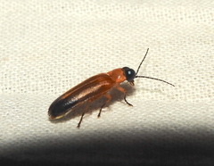 Abscondita