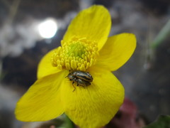 Prasocuris phellandrii