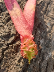 Dipterocarpus intricatus