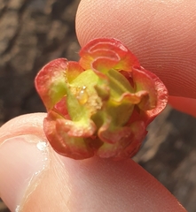 Dipterocarpus intricatus