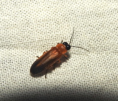 Abscondita