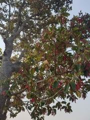 Dipterocarpus intricatus