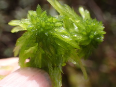 Sphagnum pacificum