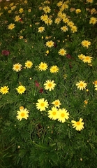 Asteraceae