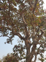 Dipterocarpus intricatus