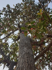 Dipterocarpus intricatus