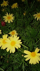 Asteraceae