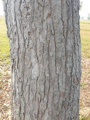 Dipterocarpus intricatus