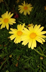 Asteraceae