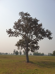 Dipterocarpus intricatus