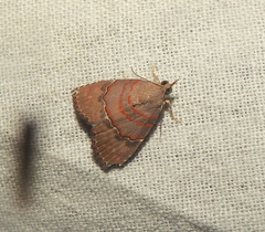 Nolasena ferrifervens