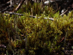 Racomitrium ericoides