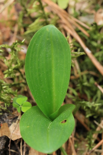 Lesser butterfly-orchid