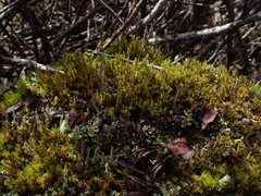 Racomitrium ericoides