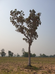 Dipterocarpus intricatus