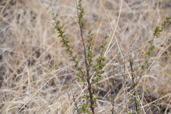 Baccharis pteronioides