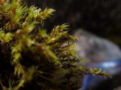 Racomitrium ericoides