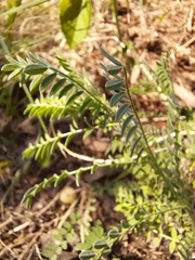 Astragalus crassicarpus