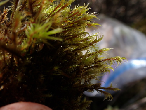 Image of Racomitrium ericoides by no rights reserved