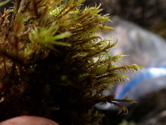 Racomitrium ericoides