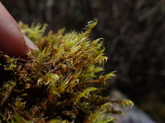 Racomitrium ericoides