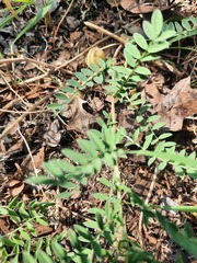 Astragalus crassicarpus