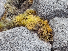 Ahnfeltiopsis concinna