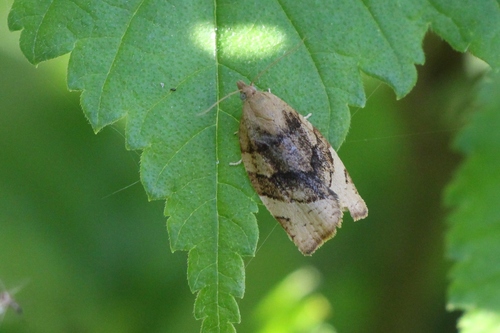 Barred Fruit-tree Tortrix, photo 8 of 9