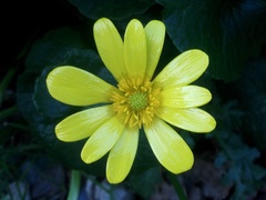 Ficaria verna ficariiformis