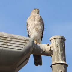 Accipiter badius