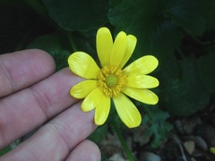 Ficaria verna ficariiformis