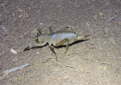 Nesoecia