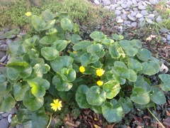 Ficaria verna ficariiformis