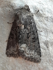 Oligia strigilis