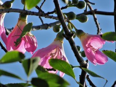 Ceiba pubiflora