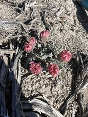 Townsendia scapigera