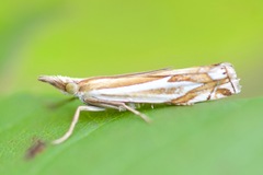 Crambus bidens