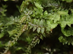Douinia ovata