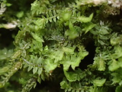 Douinia ovata